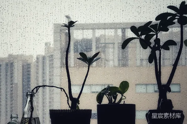 高清摄影 窗台上植物的轮廓图。