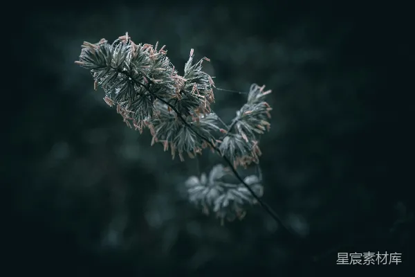 高清摄影 一张植物的特写照片置于暗背景上