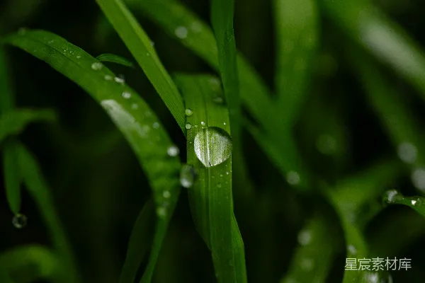 高清摄影 绿草叶片上近景的露珠