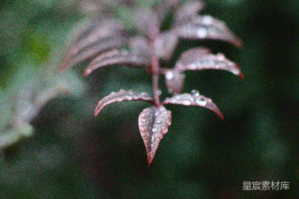 高清摄影 红叶植物上的露珠