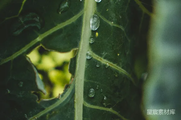 高清摄影 绿叶植物上的水滴