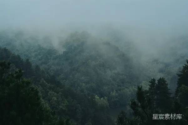 高清摄影 一片树林