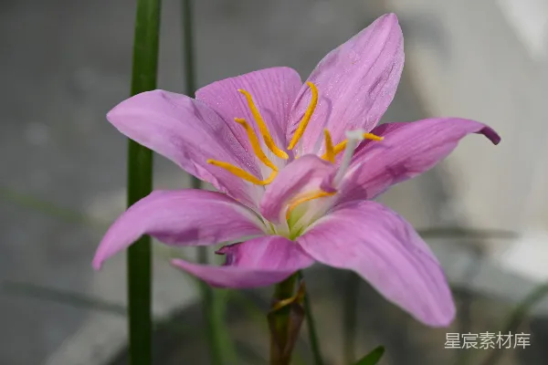 高清摄影 一朵娇嫩的粉红色花朵，点缀着黄色的雄蕊