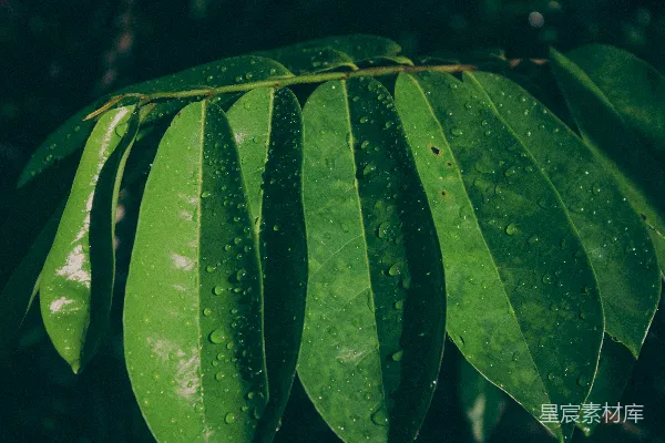 高清摄影 一片绿叶上有水滴
