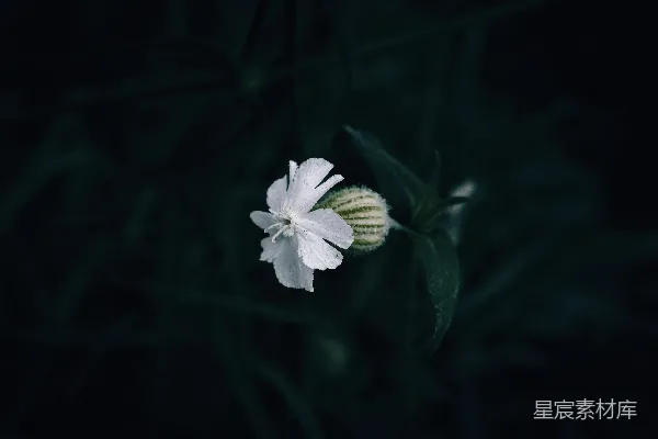高清摄影 一朵白色中心带有绿色部分的花朵，背景为深色。