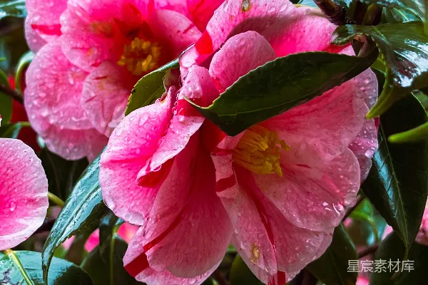 高清摄影 带有绿色叶子和上面有水珠的粉红色花朵