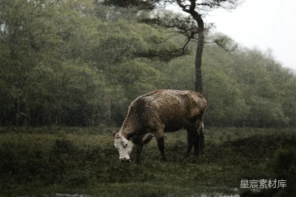 高清摄影 白天棕色和白色母牛在绿色草地上的场景