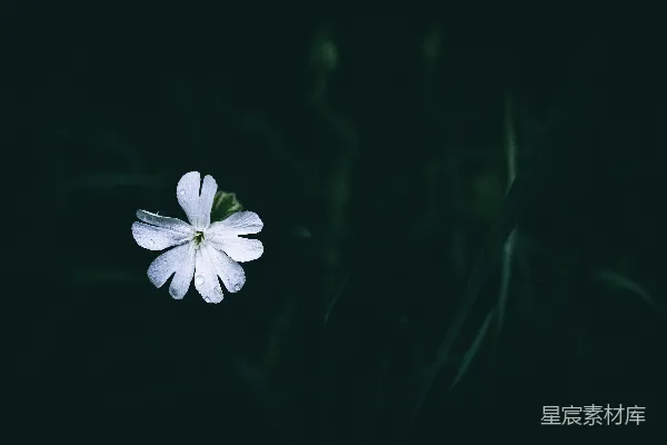 高清摄影 一株白色的花朵坐在田地中