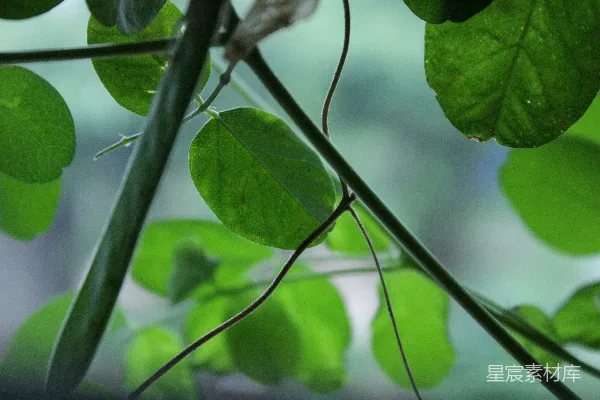 高清摄影 一株绿色植物的特写镜头，带有叶片
