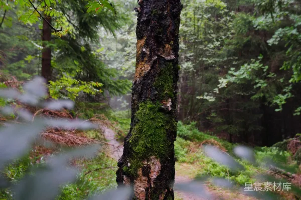 高清摄影 森林里一棵长着青苔的树。