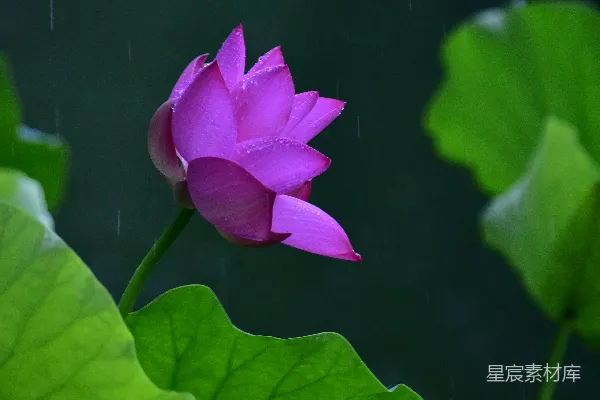 高清摄影 一株粉红的莲花在雨中盛开。