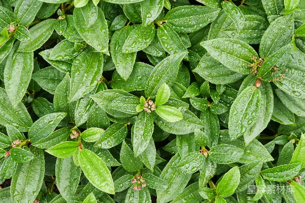 高清摄影 绿色叶片的植物