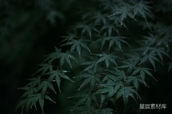 高清摄影 植物上的近景，可以看到有水珠。