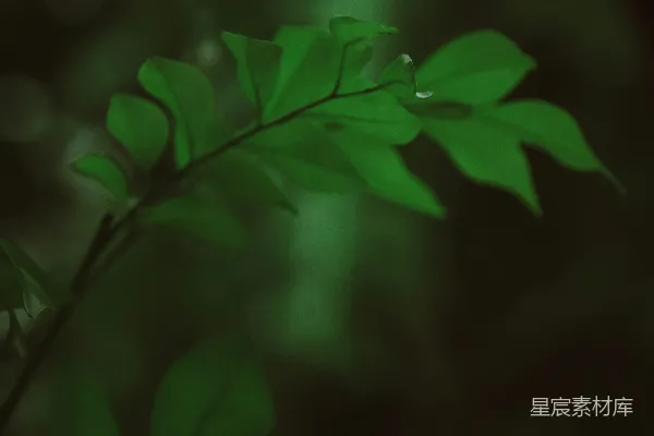 高清摄影 一株绿植的特写镜头，带有水滴