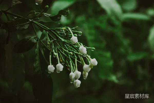 高清摄影 树上挂着一束束的白花