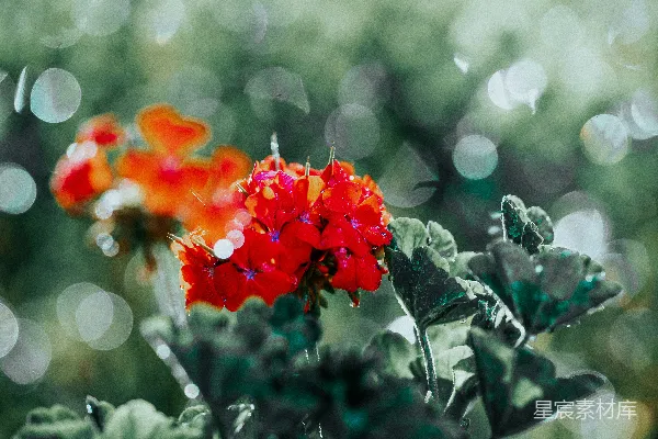 高清摄影 一朵红花的特写镜头