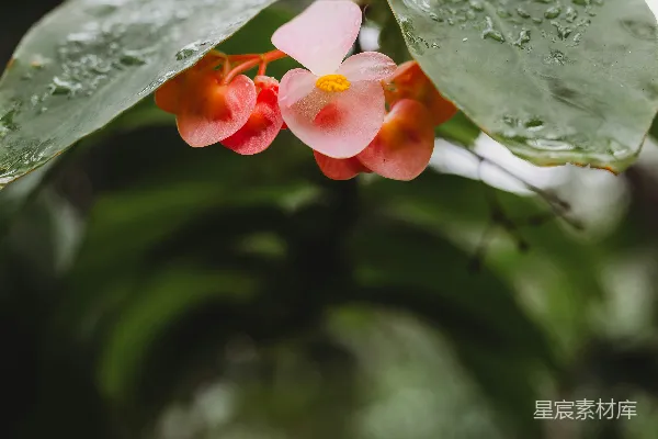 高清摄影 一朵以粉色为主调、黄色中心、周围环绕着绿色叶子的花朵