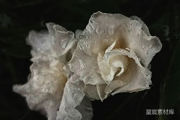 高清摄影 两朵带水珠的白色花朵
