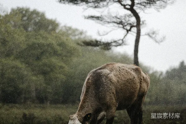 高清摄影 一群牛在有树的背景下的田地里吃草