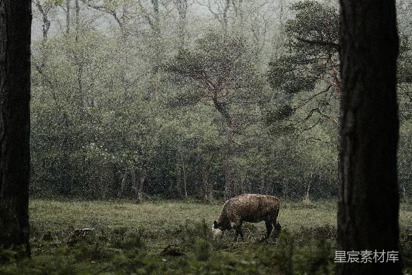 高清摄影 一头犀牛在被树木环绕的田野中 grazing。