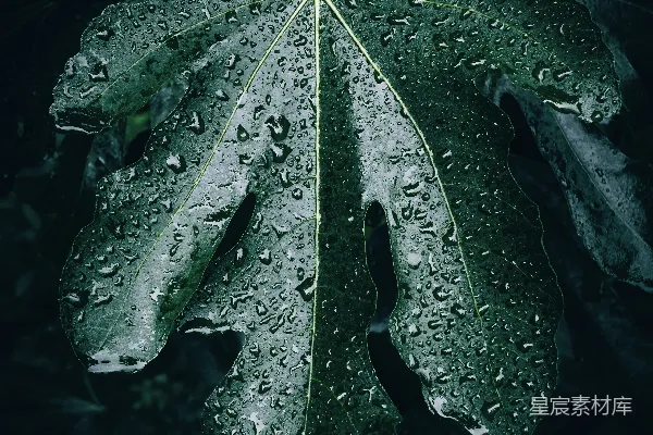 高清摄影 一片带着水珠的绿叶
