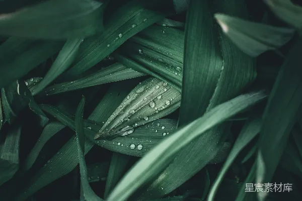 高清摄影 绿叶上的水珠
