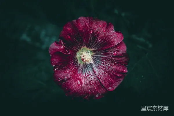 高清摄影 一朵带有水珠的红色花朵