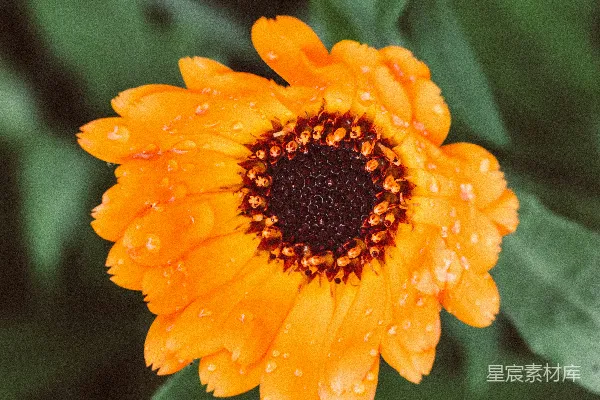 高清摄影 橙色花瓣的花卉近距离照片