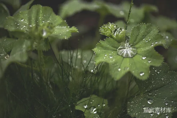 高清摄影 绿叶白花