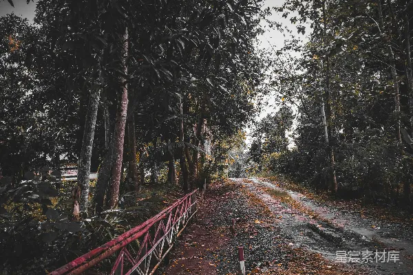 高清摄影 森林中一条土路