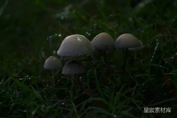 高清摄影 蘑菇聚集在一片黑暗的草地上。