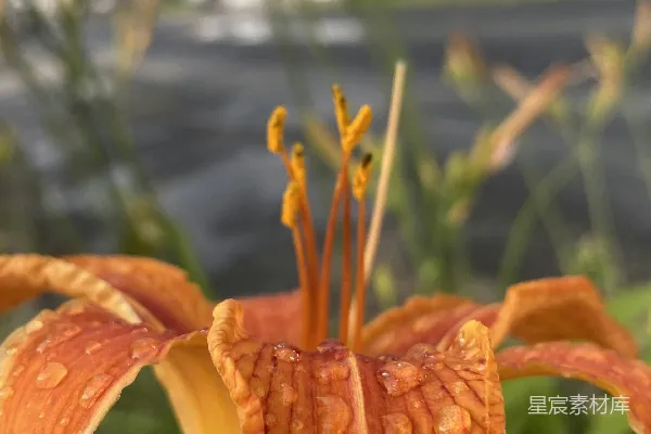 高清摄影 一朵花的特写镜头