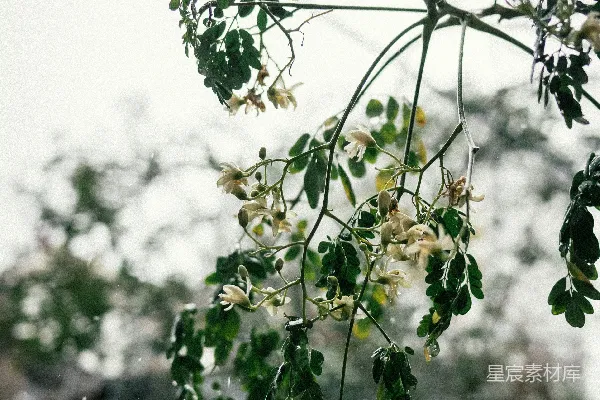 高清摄影 带有白色花朵和绿色叶子的树枝