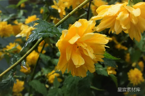 高清摄影 一束带水珠的黄色花朵