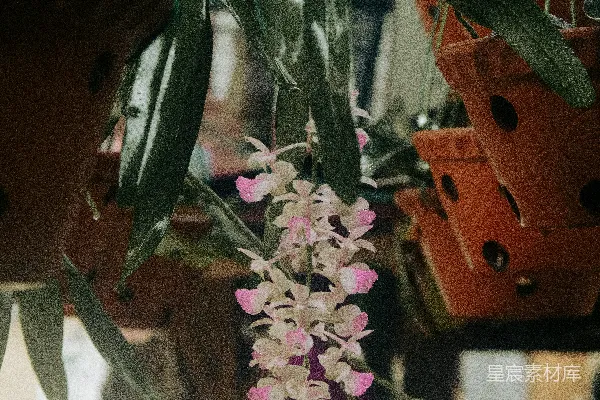 高清摄影 有花的植物