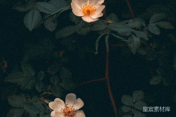 高清摄影 两朵白花