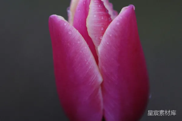 高清摄影 粉红色花瓣的花