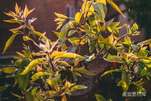 高清摄影 绿色和黄色的叶子植物