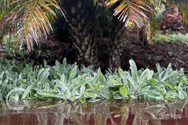 高清摄影 一堆靠近水边的植物