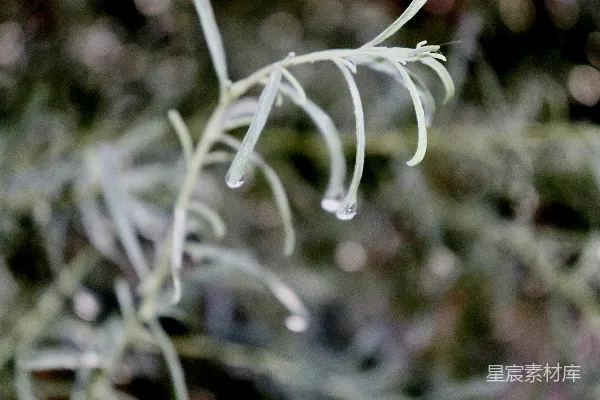 高清摄影 植物的特写镜头，上面有水珠。