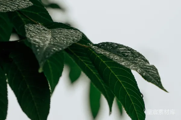 高清摄影 一朵植物的特写镜头
