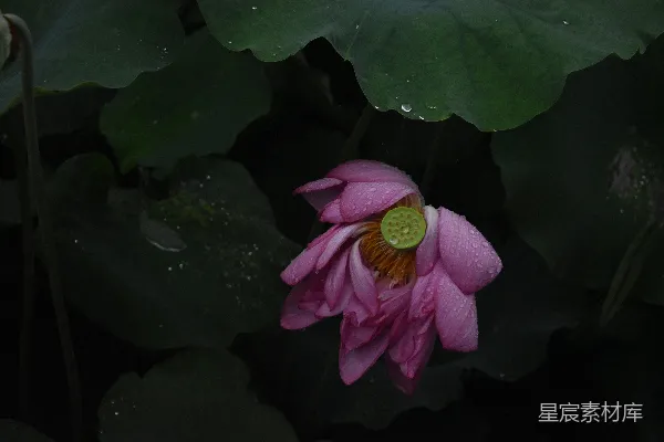 高清摄影 粉色的莲花在绿叶中绽放。