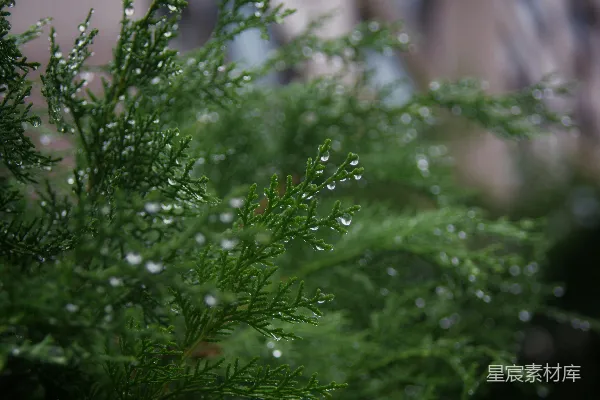 高清摄影 绿色植物的近景摄影