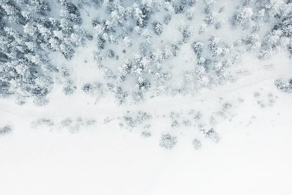高清摄影 覆盖着白雪的树林照片