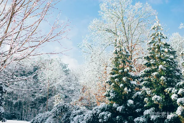 高清摄影 雪季的绿松树