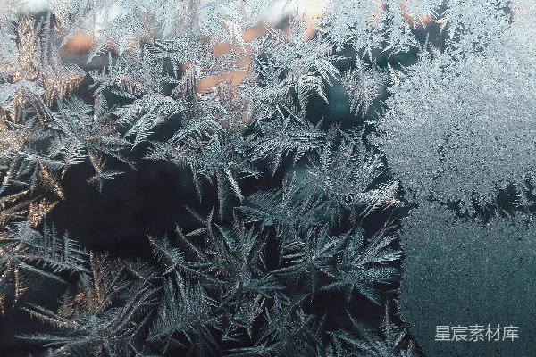 高清摄影 白叶