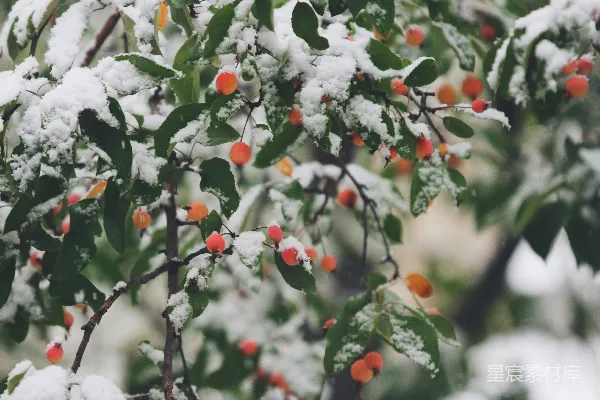 高清摄影 浅聚焦摄影充满雪的树木