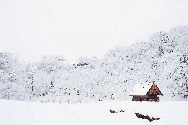 高清摄影 白天覆盖着积雪的树丛