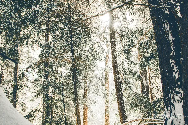 高清摄影 白天覆雪的树木