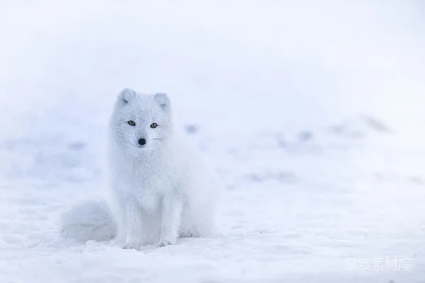 高清摄影 雪地里的白狐